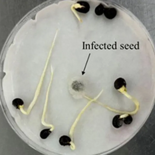 thumbnail for publication: Control Strategies for Seed-Borne Diseases on Okra (Abelmoschus esculentus)
